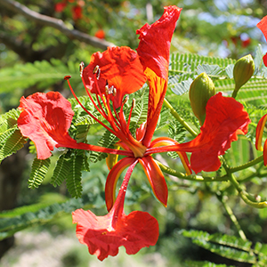 A delicate, five-petaled orange-red flower