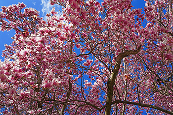A tree's branches no leaves but absolutely covered in pink flowers; blue sky peeks through