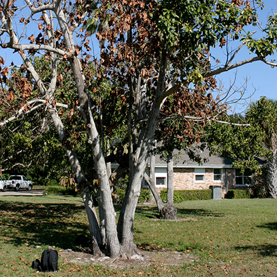 A many-trunked tree with half of the leaves clearly dead