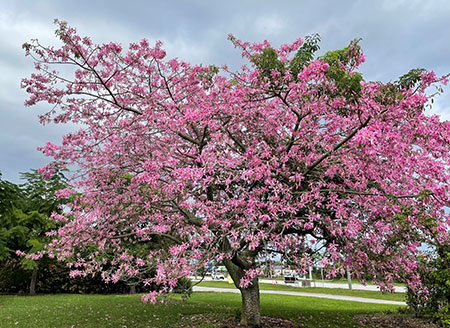 A very large tree so covered in pink flowers no leaves are visible