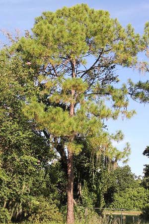 A really tall pine tree