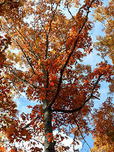 Looking up at an incredibly tall tree with bright flame orange-red leaves