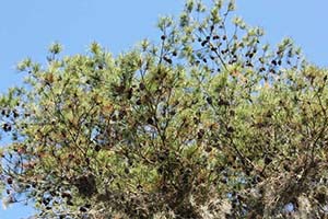 Looking up at a pine tree, the top branches covered in small, solid cones
