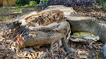 Grotesque tree stump