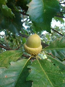 A light green acorn sitting in its cap with leaves that are toothed