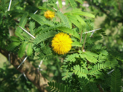 Sweet acacia flowers and thorns