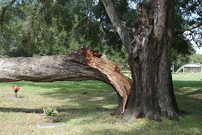 An oak tree split almost in half