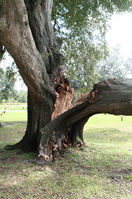 Live oak tree with many branches