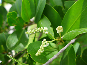 White flower buds on white mangrove tree with oval green leaves