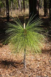 Small, single twiglike trunk with a pom-pom like bunch of long green needles at the top