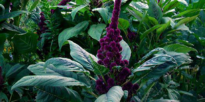 Leafy green plant with a fuzzy purple flower spike