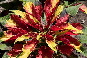 A foliage plant with pointed leaves that are mostly yellow and red