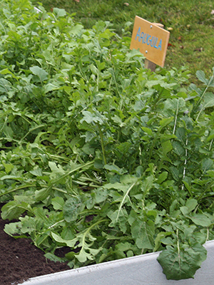 Green leafy arugula growning in a raised bed with white wood walls and a sign reading Arugula