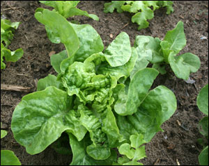 Baby lettuce