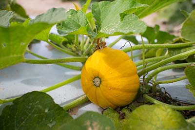 small yellow pumpkin shaped squash still on the vine