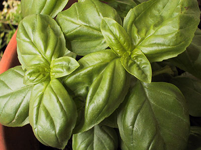 Basil Gardening Solutions University of Florida Institute of