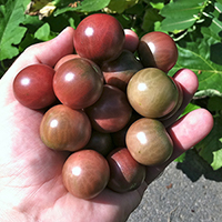 A handful of black cherry tomatoes