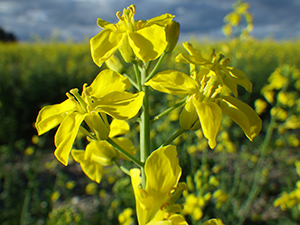 Small floppy yellow flowers gathered at the top of a slender green stem