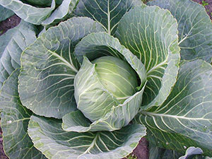 Cabbage - Plants - UF/IFAS Gardening Solutions - University of Florida