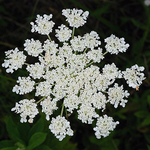 The white lacy flower umbel of a wild carrot plant