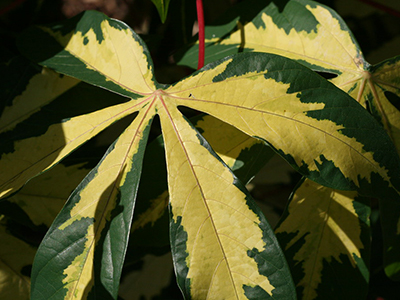 Yellow and green, deeply palmate leaves, like cannibis