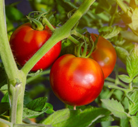 Three big red ripe tomatoes on the vine