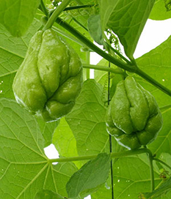 chayote fruit