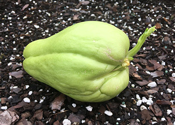 Green, wrinkled, pear-shaped fruit