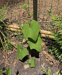 Green leafy vine climbing fence