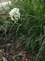 Strappy grasslike leaves and cluster of white flowers of chives