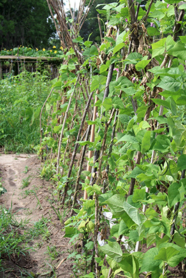 A row of green vines growing up clearly handmade trellis
