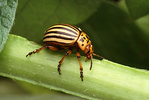 A brightly striped beetle clinging to a stem, its shell gold and brown stripes