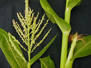 Male and female parts of corn
