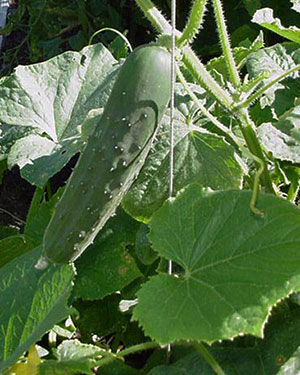 Vegetable Gardening by Season - UF/IFAS Gardening Solutions