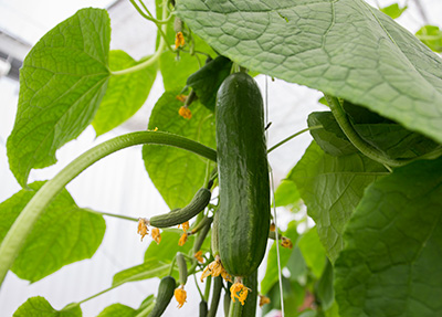 Cucumber growing in greenhouse, wilting flower still attached at the end of the fruit