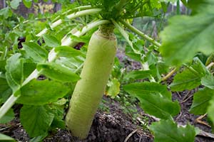 Radish that resembles a green carrot growing out of the ground