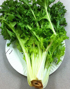 A bunch of endive on a plate