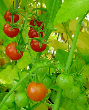 Small tomatoes on the plant, some are red and ripe while others are still green