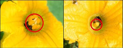 Two yellow squash flowers with their reproductive parts circled in red