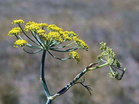 Yellow flowers of fennel