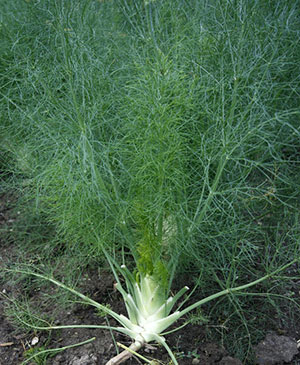 Fennel plant in the ground