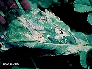 A vegetable leaf with damage from fertilizer directly touching it