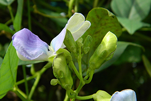 Pale purple flower of the winged bean