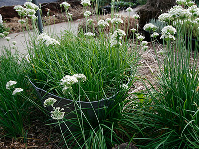 Garlic plants