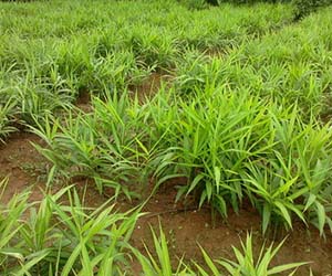 Neatly planted rows of grassy looking ginger plants
