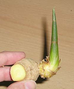 A freshly cut rhizome with a green sprout