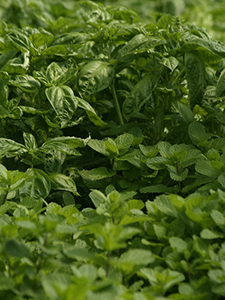 A close and tight view of different green leafy herb plants.