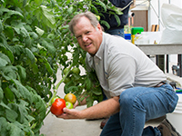 Professor Bob Hochmuth holds a tomato in a hydroponic greenhouse 
