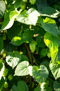 Green, heart-shaped leaves of hops
