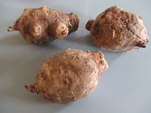 Jerusalem artichoke tubers